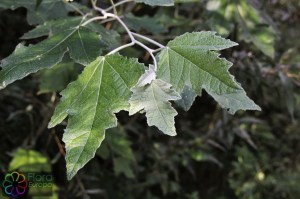 Populus alba (3)